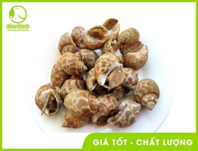 Ốc Hương Ấn Độ