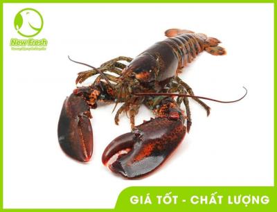 Tôm Hùm Canada Sống Size 500-700G