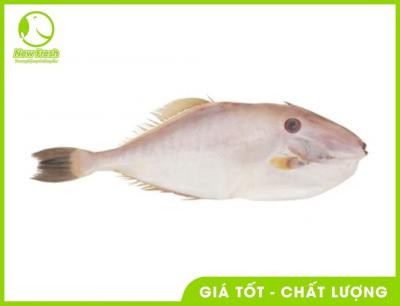 Combo 2Kg Cá Bò Da Nguyên Con