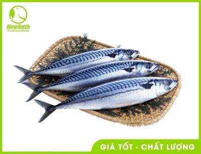 Combo 2Kg Cá Saba Nauy Nguyên Con