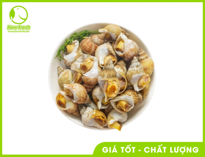 Combo 2Kg Ốc Bulot Pháp