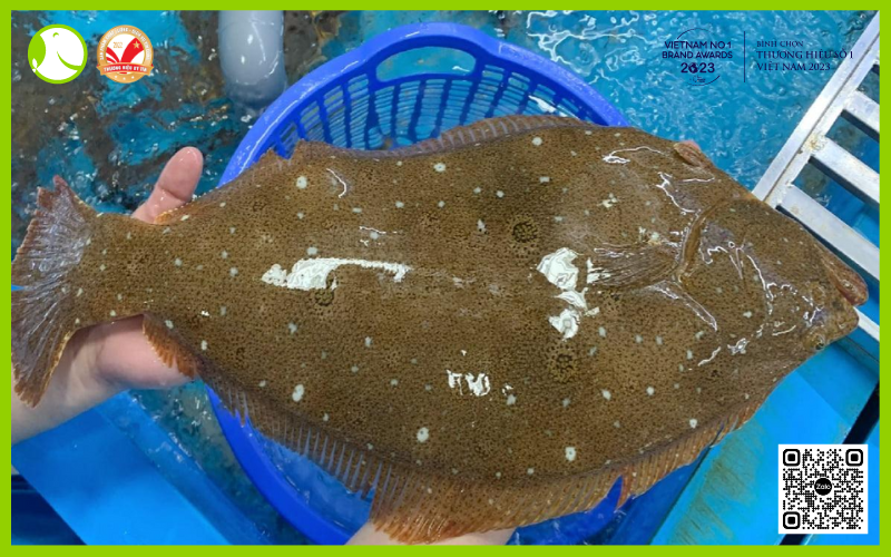 cá bơn hàn quốc sống