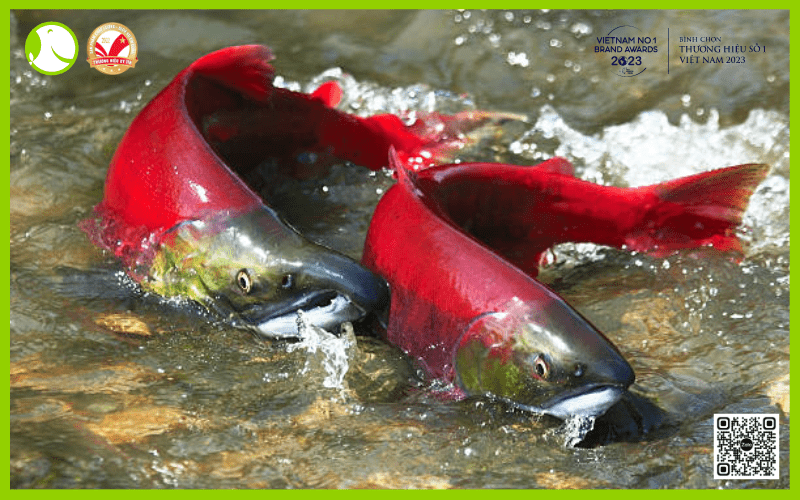 Cá hồi đỏ (Sockeye - Oncorhynchus nerka)