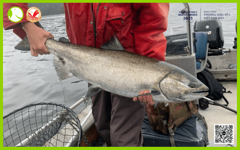 Cá hồi vua (Chinook - Oncorhynchus tshawytscha)