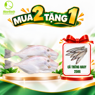 Cá Bò Da Nguyên Con