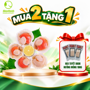 Sò Điệp Nhật Nửa Mảnh Size 31/40