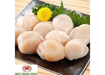 Cồi Sò Điệp Hokkaido – Vua Của Các Loại Sò Ốc Cồi Sò Điệp Hokkaido – Vua Của Các Loại Sò Ốc
