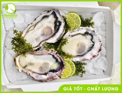 Sashimi Hàu Nhật 02