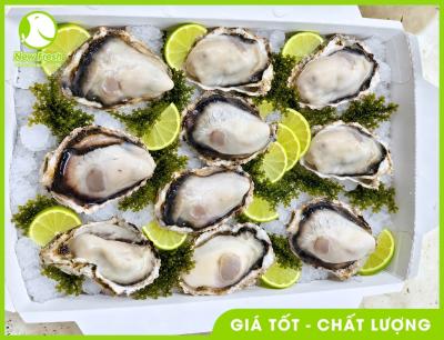 Sashimi Hàu Nhật 04
