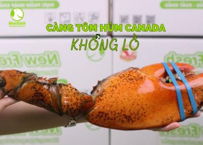 Càng Tôm Hùm Canada Nhập Khẩu - Hàng Hiếm Tại New Fresh Foods