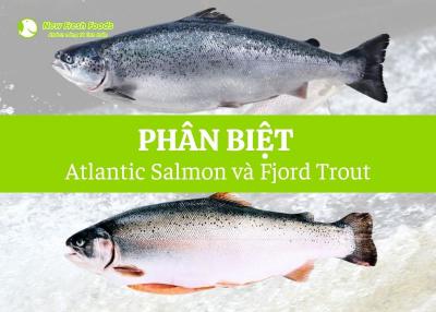Phân Biệt Cá Hồi Nauy Salmon Và Trout