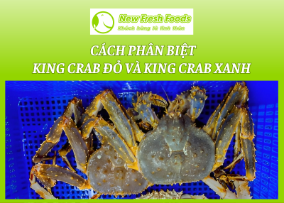 Cua Hoàng Đế - King Crab - Cách Phân Biệt King Crab Đỏ Và King Crab Xanh