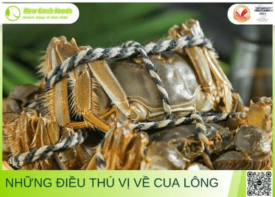 Những Điều Thú Vị Về Cua Lông Không Phải Ai Cũng Biết