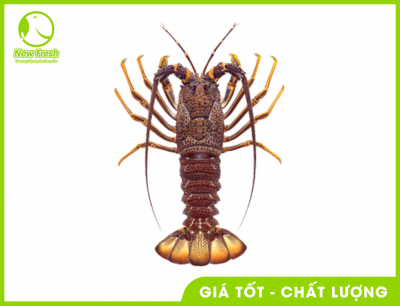 Tôm Hùm Nam Úc Sống
