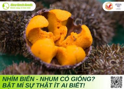 Nhím Biển Và Nhum Có Giống Nhau Không? Bật Mí Sự Thật Ít Ai Biết!