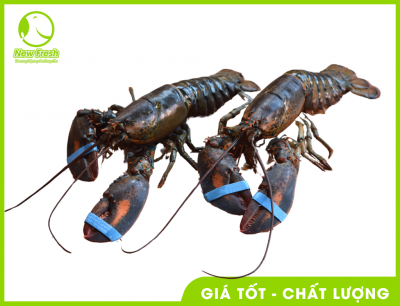 Combo 3 Con Tôm Hùm Canda Baby Sống (450-550Gr/con)