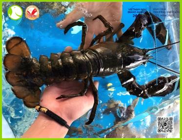 Tôm Hùm Baby Có Phải Là Tôm Chưa Trưởng Thành? Sự Thật 90% Người Mua Hiểu Sai