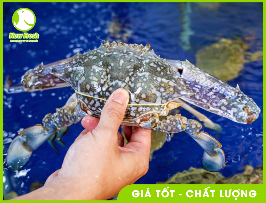 Ghẹ xanh sống nguyên con Size Lớn 2-4 con/kg