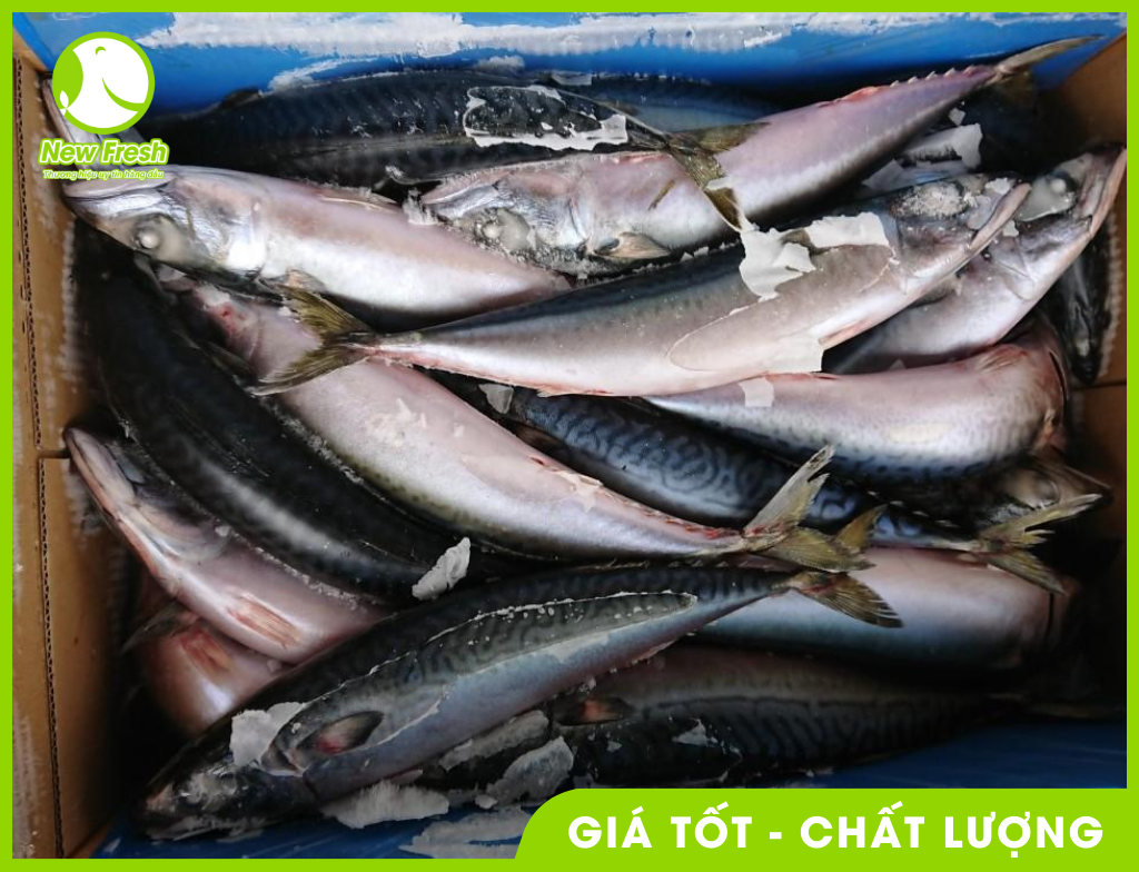 Cá Saba Nhật nguyên con giá tốt nhất thị trường